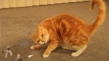 Un chat se bagarre contre une armée de papier