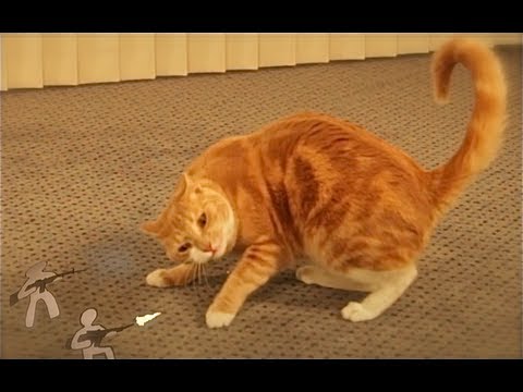 Un chat se bagarre contre une armée de papier