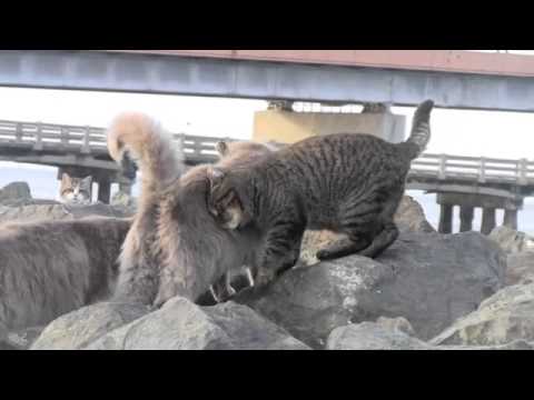 Des chats sauvages se font des grosses caresses
