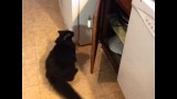 Un chat malin trouve le moyen de monter sur un meuble