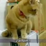 Un chat s’énerve contre son distributeur de croquettes