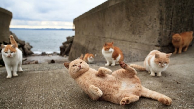 L’ile aux chats