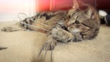 Le chat Wolverine