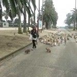 Une floppée de lapins courre après une fille !