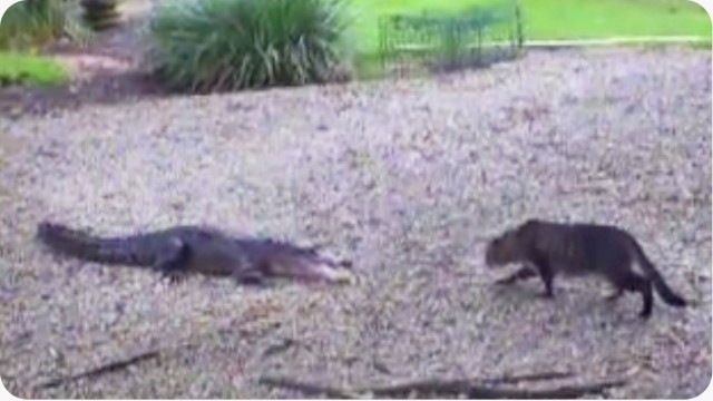 Un chat se bat contre un crocodile