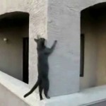 Des chats font du Parkour