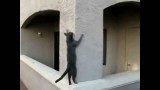 Des chats font du Parkour