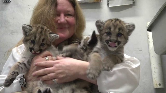 Des bébés cougars