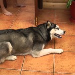 Un husky réclame de l’attention à un chat