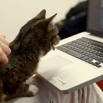 Lil Bub le chat regarde des chats sur Vine. Et c’est drôle !