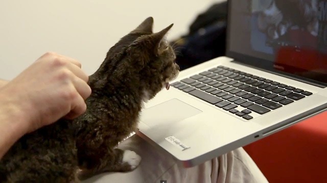 Lil Bub le chat regarde des chats sur Vine. Et c’est drôle !