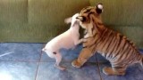 Regardez ce que ce Bébé Tigre fait à ce Chien