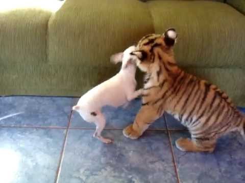 Regardez ce que ce Bébé Tigre fait à ce Chien