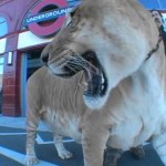 Le Plus Gros Chat du Monde Visite Londres