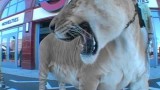 Le Plus Gros Chat du Monde Visite Londres