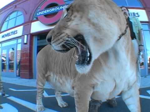 Le Plus Gros Chat du Monde Visite Londres