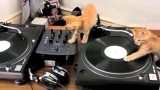 Des Chatons Qui Mixent ? Miaow Beats Vol. 1