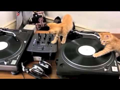 Des Chatons Qui Mixent ? Miaow Beats Vol. 1