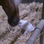 Un Chat Fait des Câlins à un Cheval