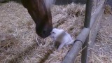 Un Chat Fait des Câlins à un Cheval