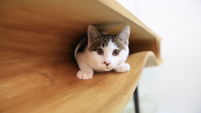 Une Table designée pour les Chats (et les Humains)