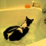 Les chats AIMENT l’eau..