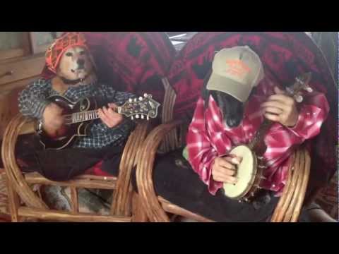 Des Chiens Jouent de la Musique Country (et c’est Drôle)