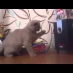 Un Chat essaye d’Attraper le Son des Basses d’une Enceinte !