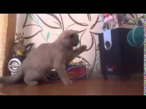 Un Chat essaye d’Attraper le Son des Basses d’une Enceinte !