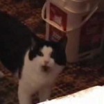 Les Miaulements de ce Chat sont Effroyables