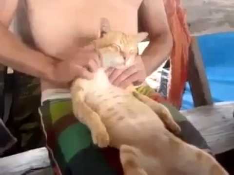 Un Chat se paye un Massage de folie