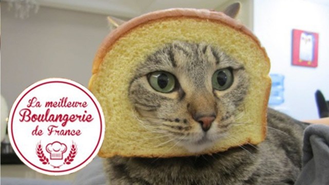 Un Chat se Prend une Porte dans « La meilleure boulangerie de France »