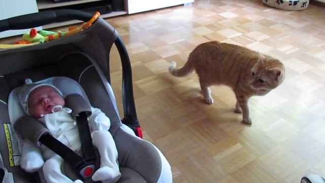 Un Chat rencontre pour la Première Fois un Bébé !