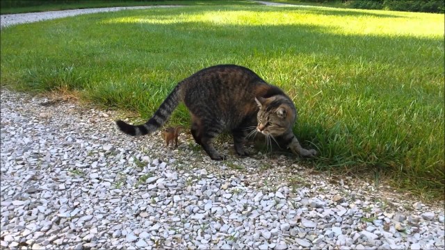 Un Chat Attaqué par son Diner !