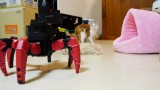 HILARANT : Des Chatons contre un Robot