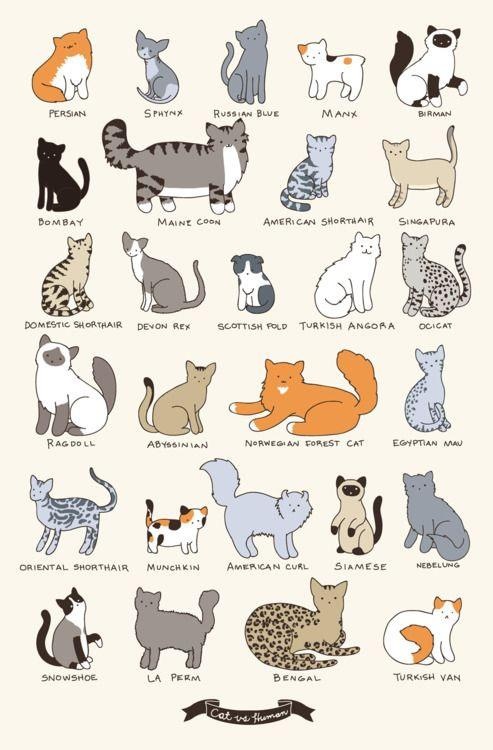 races de chats