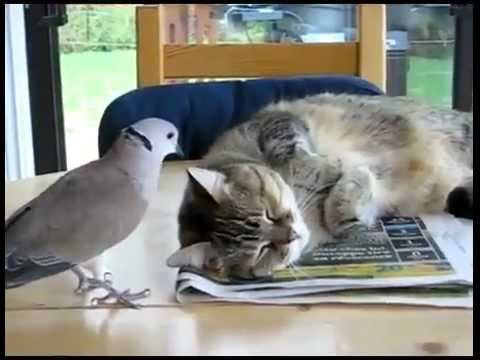 Un Chat se fait Embêter par un Pigeon !