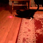 Un Chat avec un Pointeur Laser sur la Tête