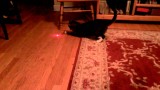 Un Chat avec un Pointeur Laser sur la Tête