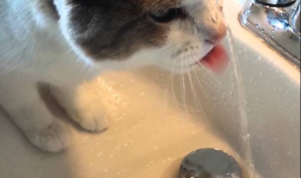 Ce Chat a une Drôle de Façon de Boire de l’eau