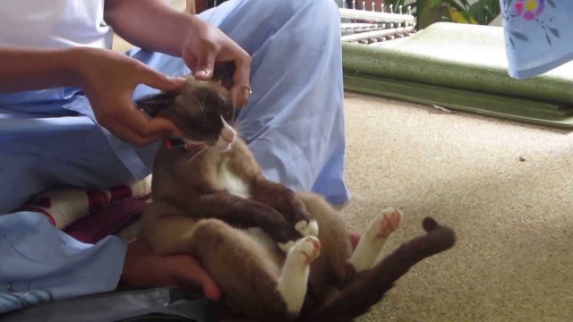 Un Chat se fait faire un Massage Thaï !