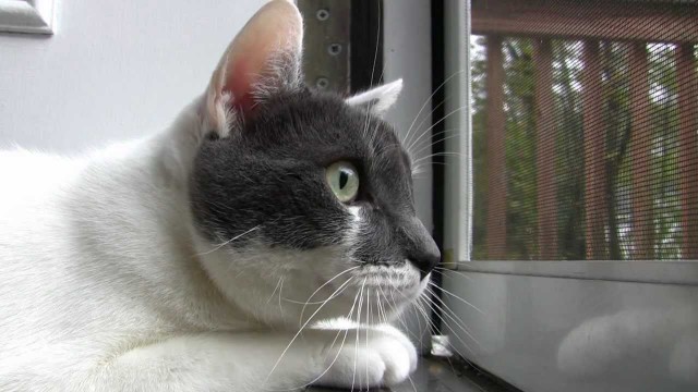 Un Chat observe les Oiseaux par la Fenêtre en faisant de Drôles de Bruits