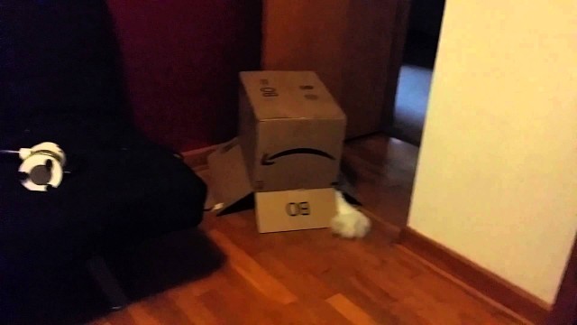 Un Chat fait un gros Fail avec une Boîte