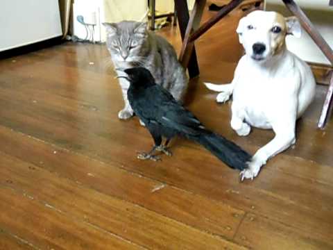 Un Corbeau nourrit un Chat et un Chien