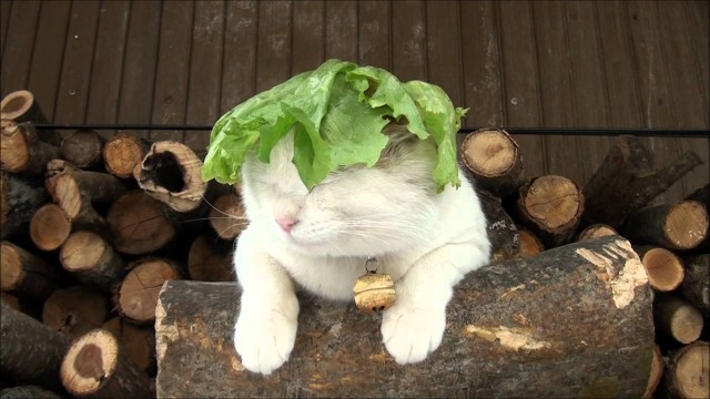 Un Chat porte une Feuille de Salade sur la Tête