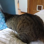 Un Chat se Coince la Tête dans une Boîte et c’est Drôle