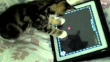 Un Chaton Joue à l’iPad !