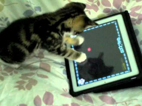 Un Chaton Joue à l’iPad !