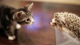 Quand un Chaton rencontre un Bébé Hérisson…