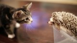 Quand un Chaton rencontre un Bébé Hérisson…